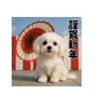 毎年使える♡マルチーズの年末年始スタンプ（個別スタンプ：10）