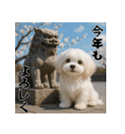 毎年使える♡マルチーズの年末年始スタンプ（個別スタンプ：12）
