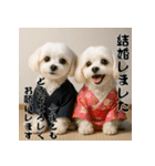 毎年使える♡マルチーズの年末年始スタンプ（個別スタンプ：16）