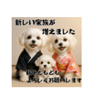 毎年使える♡マルチーズの年末年始スタンプ（個別スタンプ：17）