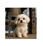 毎年使える♡マルチーズの年末年始スタンプ（個別スタンプ：18）
