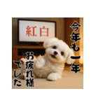 毎年使える♡マルチーズの年末年始スタンプ（個別スタンプ：19）