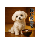 毎年使える♡マルチーズの年末年始スタンプ（個別スタンプ：20）