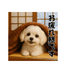 毎年使える♡マルチーズの年末年始スタンプ（個別スタンプ：25）