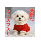 毎年使える♡マルチーズの年末年始スタンプ（個別スタンプ：27）