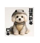 毎年使える♡マルチーズの年末年始スタンプ（個別スタンプ：34）