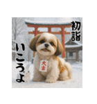 毎年使える♡シーズーの年末年始スタンプ（個別スタンプ：14）