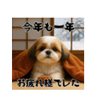 毎年使える♡シーズーの年末年始スタンプ（個別スタンプ：19）