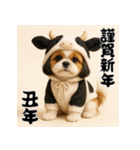 毎年使える♡シーズーの年末年始スタンプ（個別スタンプ：30）