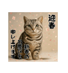 毎年使えるアメリカンショートヘア年末年始（個別スタンプ：2）