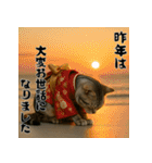 毎年使えるアメリカンショートヘア年末年始（個別スタンプ：5）