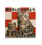 毎年使えるアメリカンショートヘア年末年始（個別スタンプ：8）