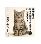 毎年使えるアメリカンショートヘア年末年始（個別スタンプ：22）