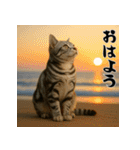 毎年使えるアメリカンショートヘア年末年始（個別スタンプ：23）