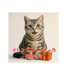 毎年使えるアメリカンショートヘア年末年始（個別スタンプ：26）