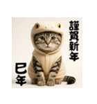 毎年使えるアメリカンショートヘア年末年始（個別スタンプ：34）