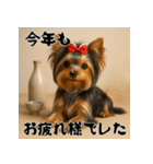 毎年使える♡ヨークシャテリアの年末年始（個別スタンプ：15）
