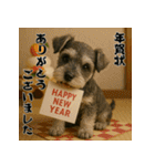 毎年使えるミニチュアシュナウザー年末年始（個別スタンプ：3）