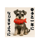 毎年使えるミニチュアシュナウザー年末年始（個別スタンプ：4）