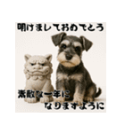 毎年使えるミニチュアシュナウザー年末年始（個別スタンプ：8）