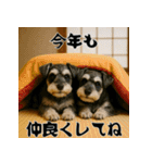 毎年使えるミニチュアシュナウザー年末年始（個別スタンプ：13）