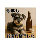 毎年使えるミニチュアシュナウザー年末年始（個別スタンプ：15）