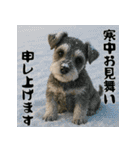 毎年使えるミニチュアシュナウザー年末年始（個別スタンプ：21）