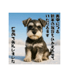 毎年使えるミニチュアシュナウザー年末年始（個別スタンプ：22）