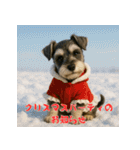 毎年使えるミニチュアシュナウザー年末年始（個別スタンプ：26）