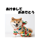 十二支全部 あけおめ 年賀状 柴犬（個別スタンプ：17）