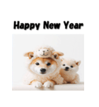十二支全部 あけおめ 年賀状 柴犬（個別スタンプ：22）