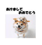 十二支全部 あけおめ 年賀状 柴犬（個別スタンプ：23）