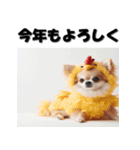 十二支全部 あけおめ 年賀状 チワワ（個別スタンプ：33）