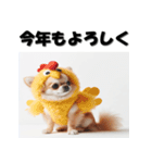 十二支全部 あけおめ 年賀状 チワワ（個別スタンプ：34）