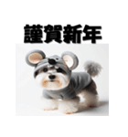 十二支全部 年賀状 ミニチュアシュナウザー（個別スタンプ：1）