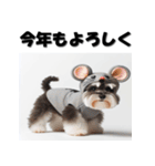 十二支全部 年賀状 ミニチュアシュナウザー（個別スタンプ：2）