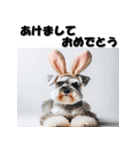 十二支全部 年賀状 ミニチュアシュナウザー（個別スタンプ：10）