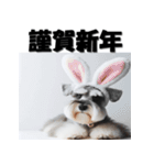 十二支全部 年賀状 ミニチュアシュナウザー（個別スタンプ：11）