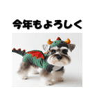十二支全部 年賀状 ミニチュアシュナウザー（個別スタンプ：14）