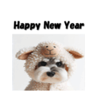 十二支全部 年賀状 ミニチュアシュナウザー（個別スタンプ：23）