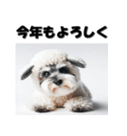 十二支全部 年賀状 ミニチュアシュナウザー（個別スタンプ：26）