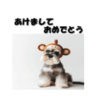 十二支全部 年賀状 ミニチュアシュナウザー（個別スタンプ：28）