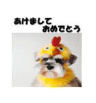 十二支全部 年賀状 ミニチュアシュナウザー（個別スタンプ：32）