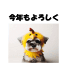 十二支全部 年賀状 ミニチュアシュナウザー（個別スタンプ：33）