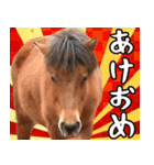 馬が主役の午年スタンプ ウマの実写！（個別スタンプ：1）