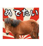 馬が主役の午年スタンプ ウマの実写！（個別スタンプ：4）