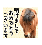 馬が主役の午年スタンプ ウマの実写！（個別スタンプ：5）