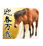 馬が主役の午年スタンプ ウマの実写！（個別スタンプ：6）