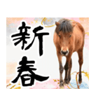 馬が主役の午年スタンプ ウマの実写！（個別スタンプ：8）