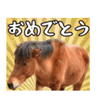 馬が主役の午年スタンプ ウマの実写！（個別スタンプ：9）